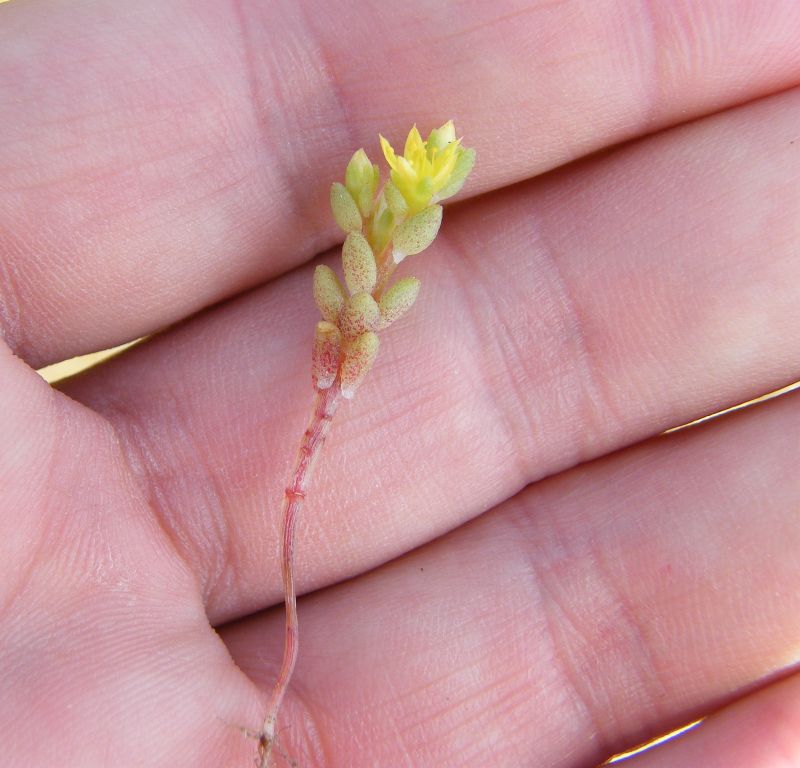 Sedum litoreum / Borracina litorale